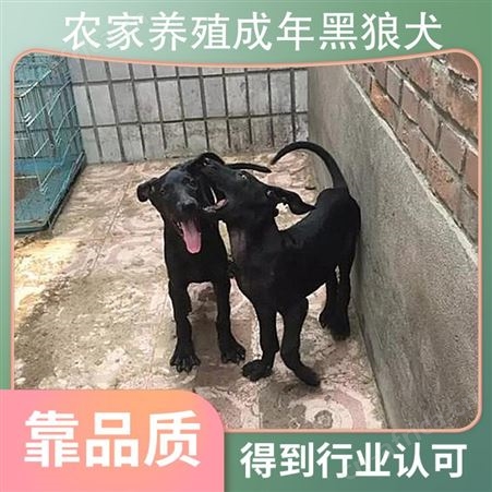 农家养殖成年黑狼犬 年龄幼年 体型大型 品种黑狼犬