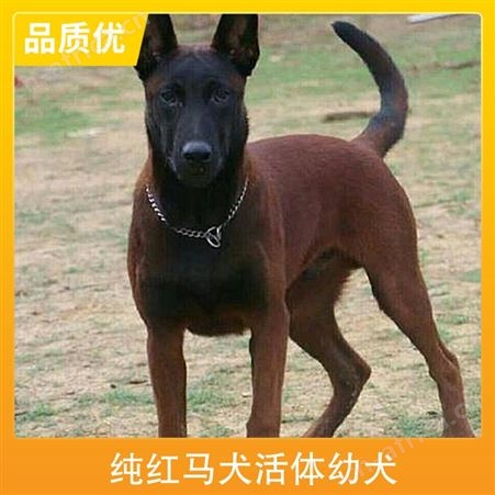 纯红马犬活体幼犬 狗狗品种马犬 毛色黑色 黄色 公母均有