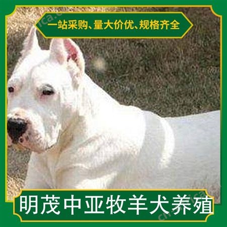 明茂中亚牧羊犬养殖 公母均有 品种中亚牧羊犬 胸围58cm