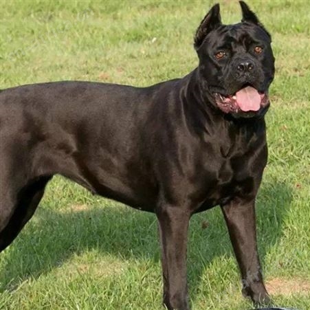 大型改良卡斯罗犬 养殖销售卡斯罗幼崽 萌宠犬种类丰富