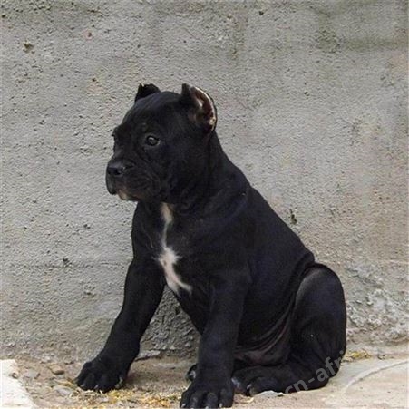大型改良卡斯罗犬 养殖销售卡斯罗幼崽 萌宠犬种类丰富