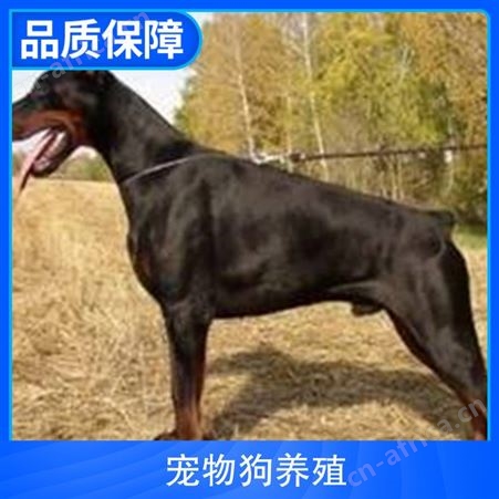 宠物狗养殖效益 体量8kg 性别公、母 品种高加索犬