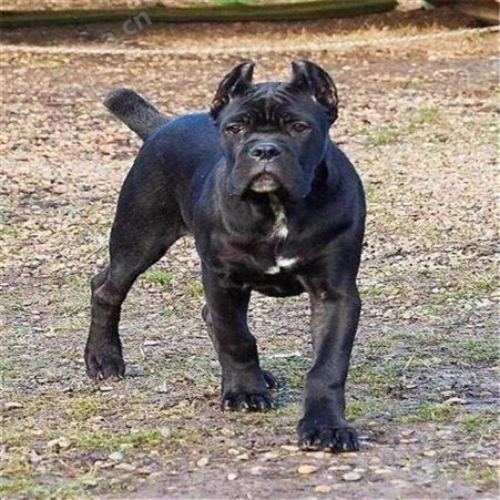 大型改良卡斯罗犬 养殖销售卡斯罗幼崽 萌宠犬种类丰富
