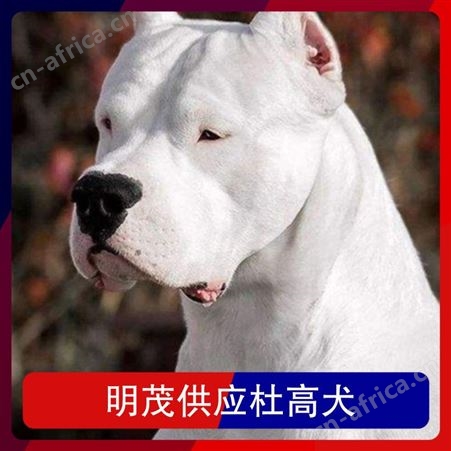 明茂供应杜高犬 公母均有 体重20kg 毛色白色 胸围25cm