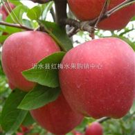 山東紅富士蘋果產地供應市場批發價格